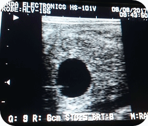 Ehre tragend von Crusoe 2017 - Parkhof Enger - Zucht- und Ausbildungsstall in Westerenger Bielefeld Germany